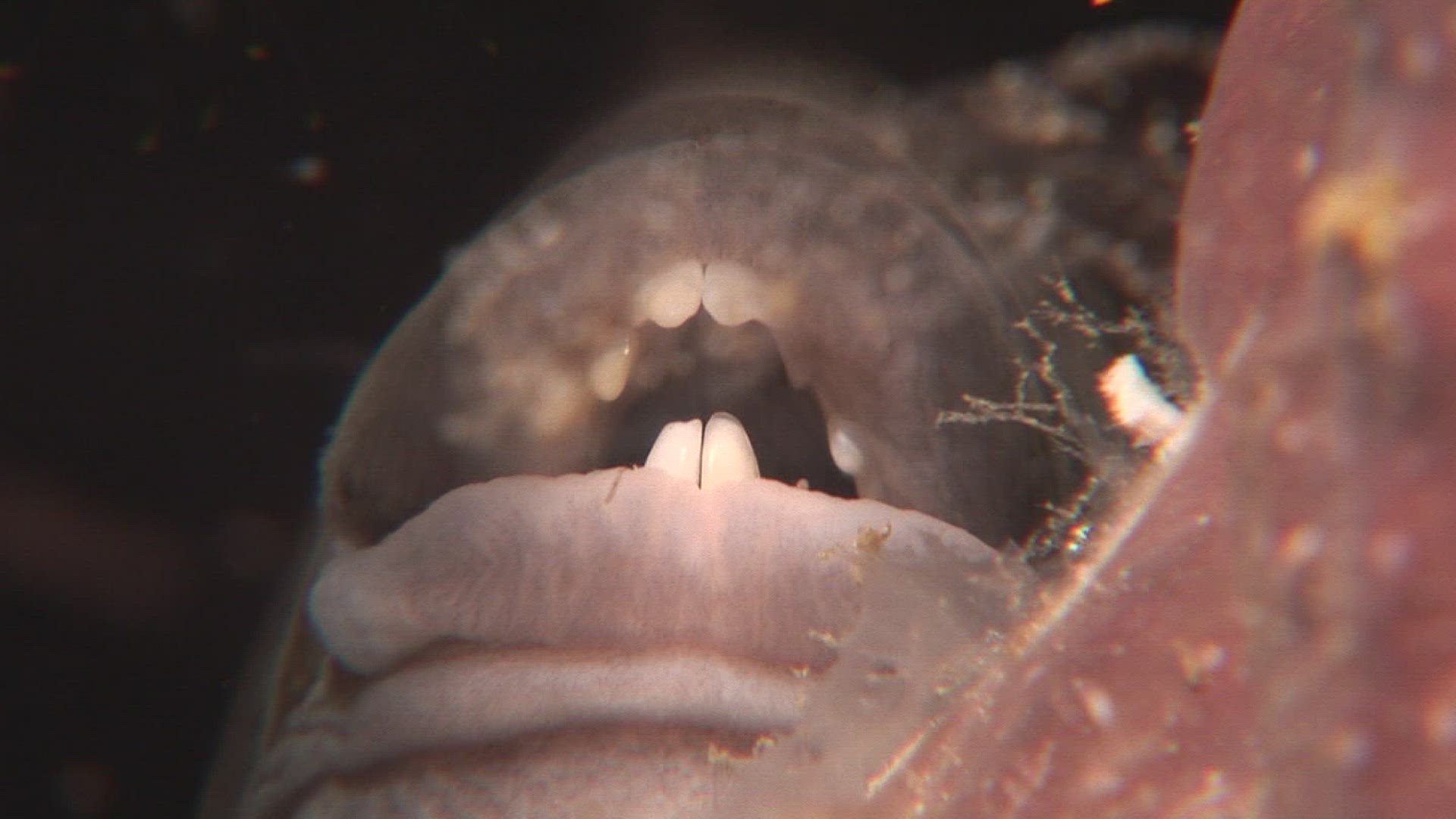 354420138 / Tooth / Aquatic Animals / Indo-Pacific Ocean