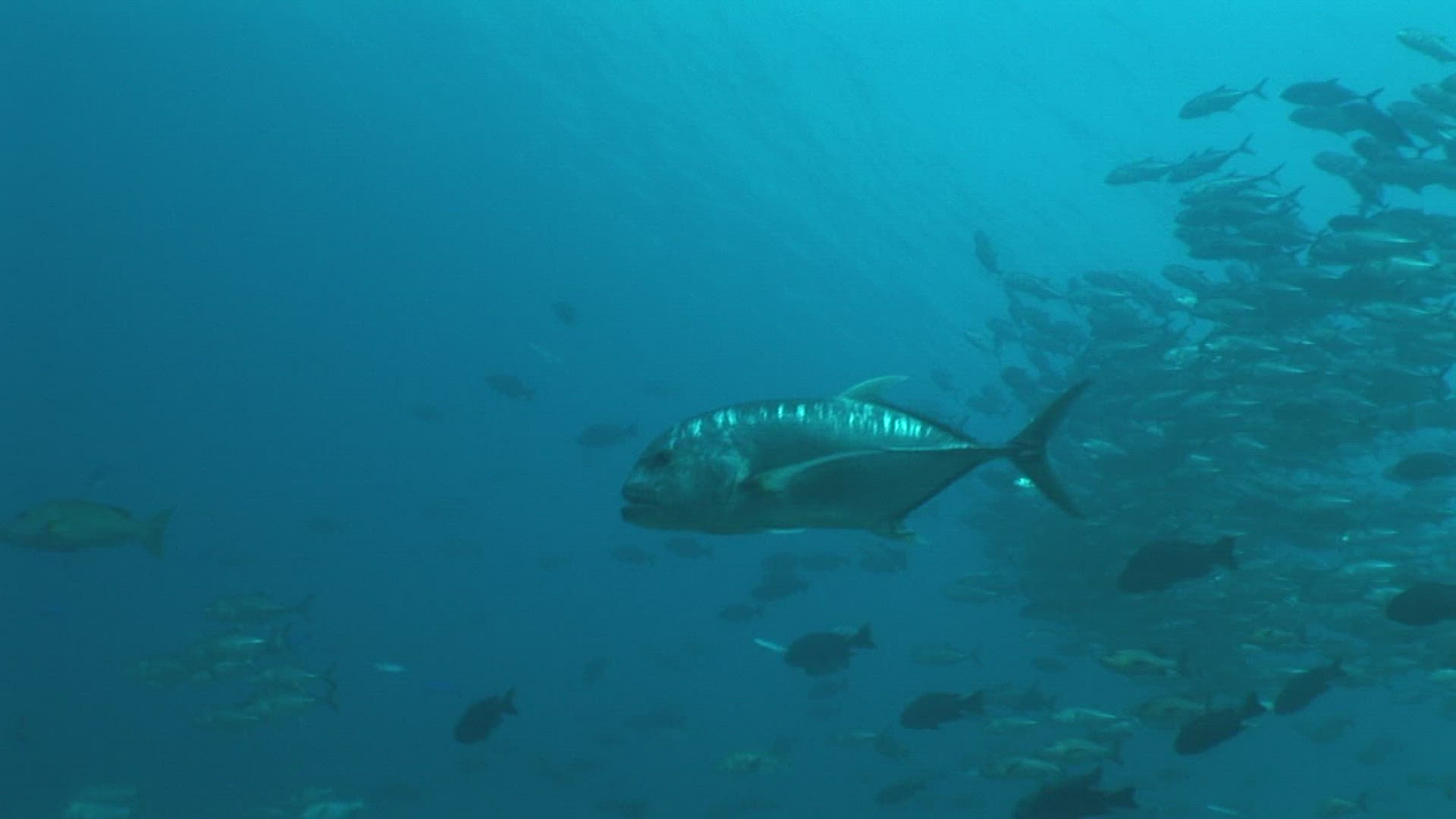 569256172 / Bone Fish / Indo-Pacific Ocean