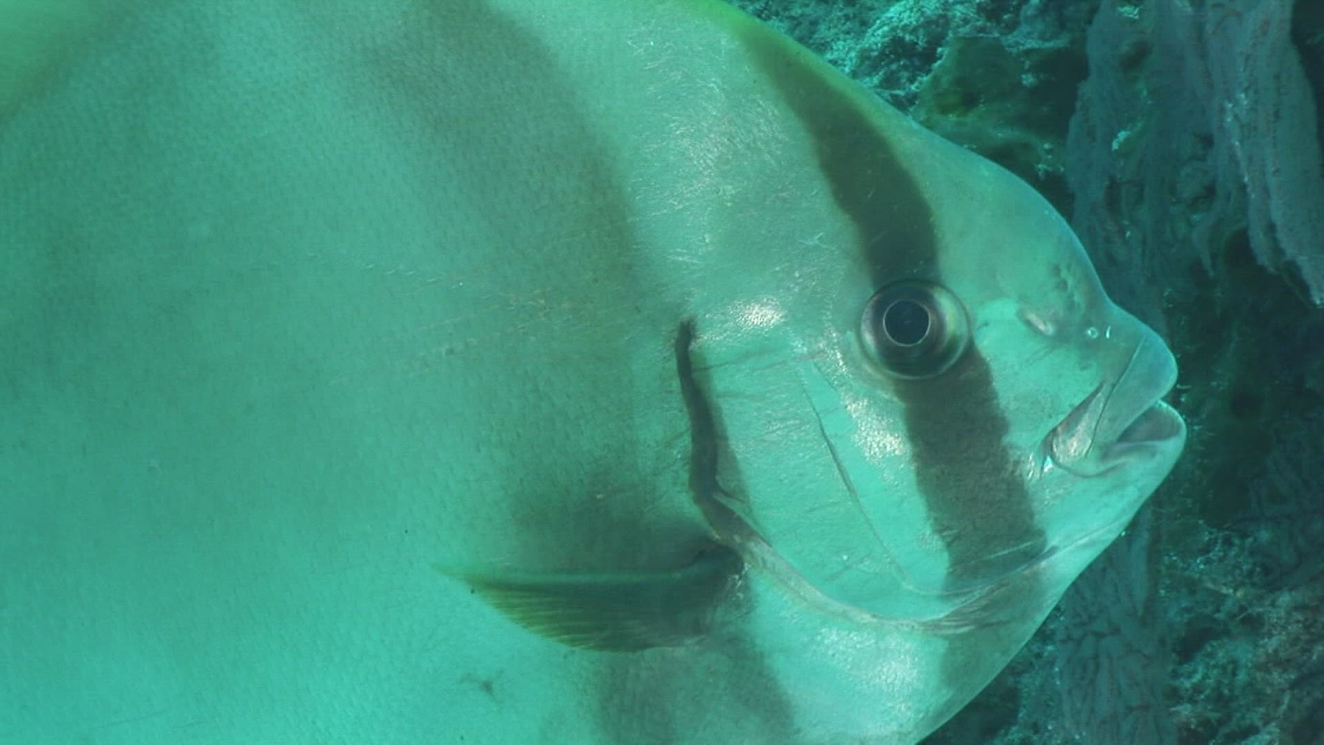 527867158 / Bone Fish / Indo-Pacific Ocean