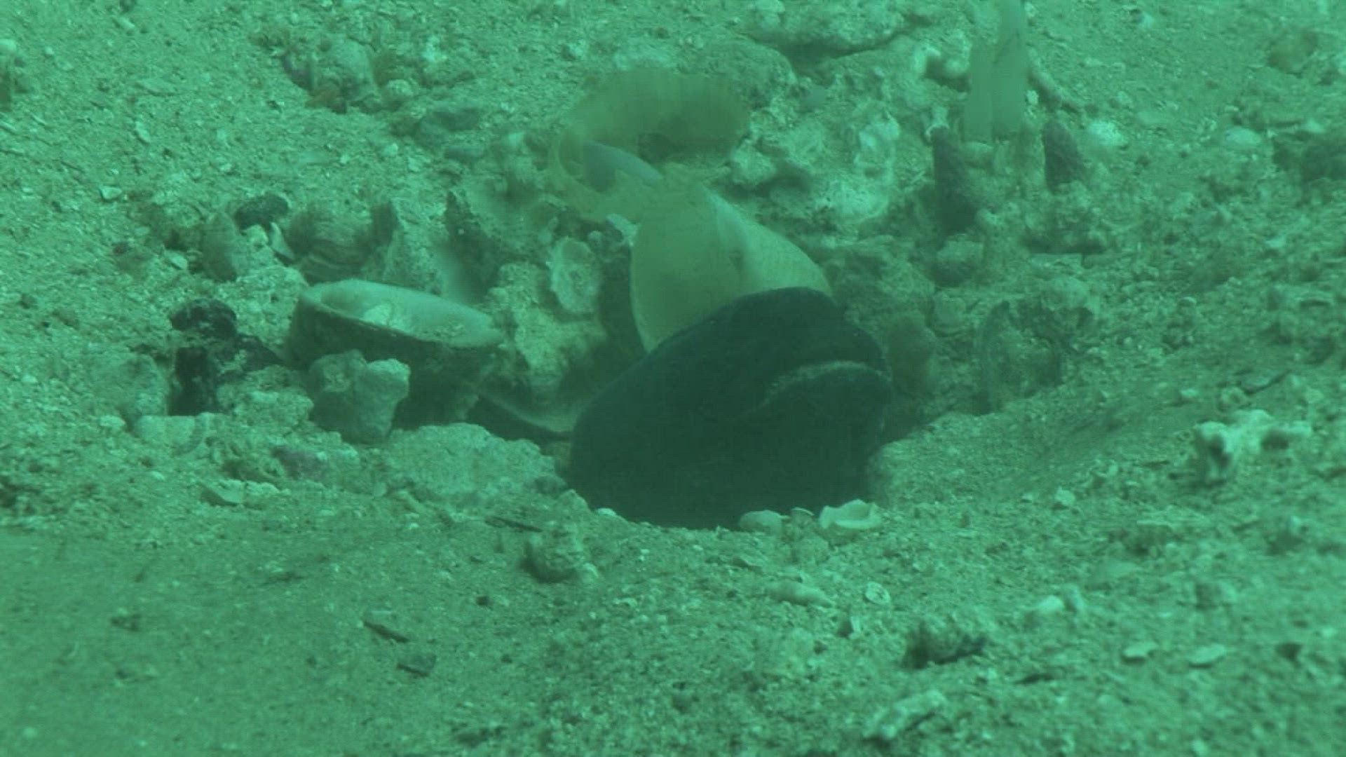 188442289 / Moray Eel / Dusting / Indo-Pacific Ocean