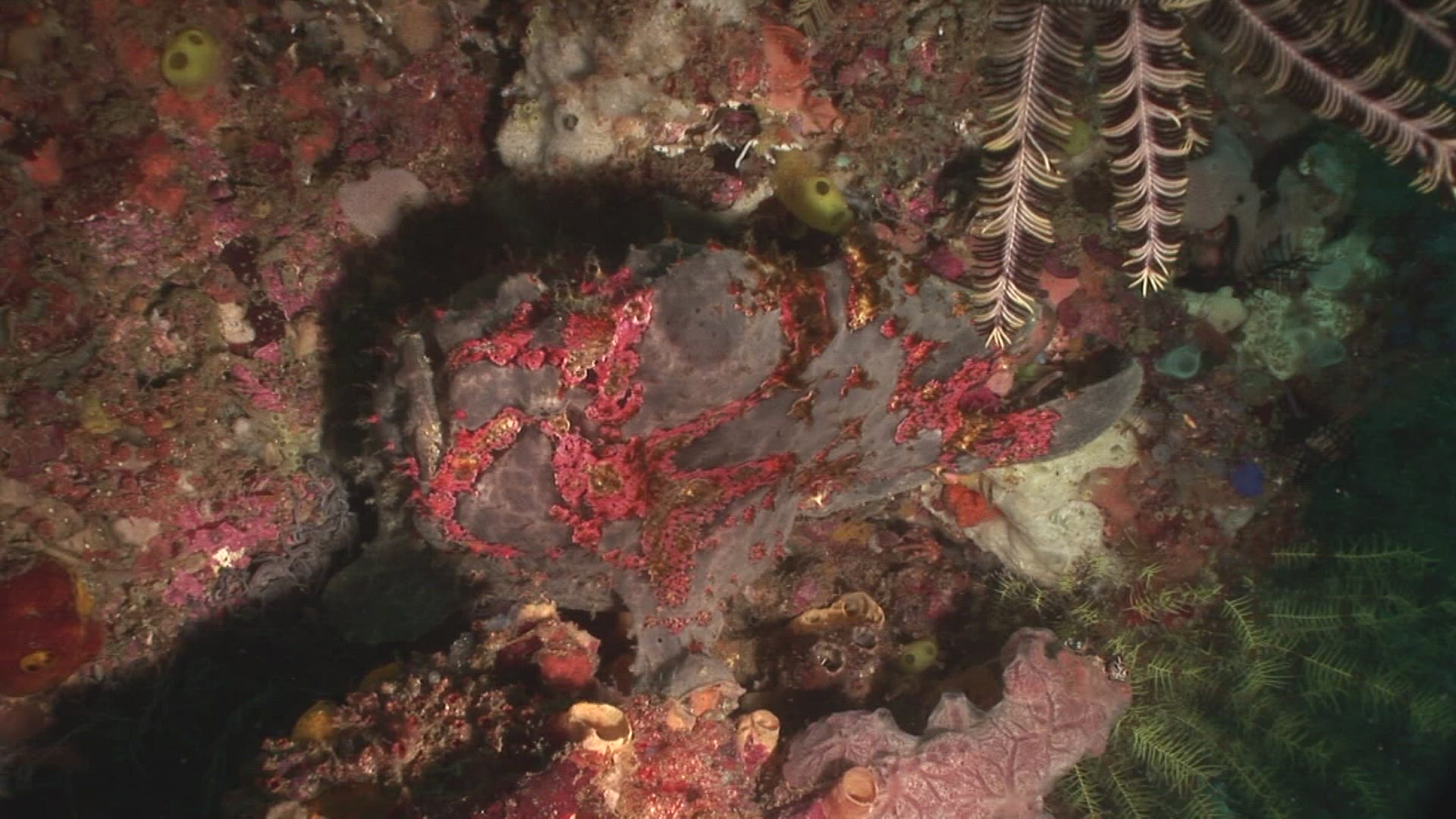 239666322 / Frogfish / Indo-Pacific Ocean