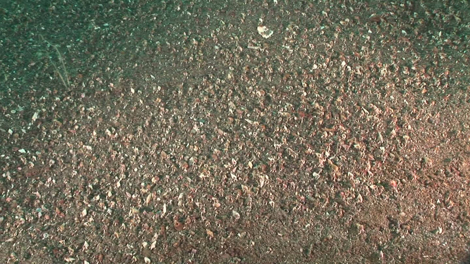 393277231 / Crustacean / Indo-Pacific Ocean