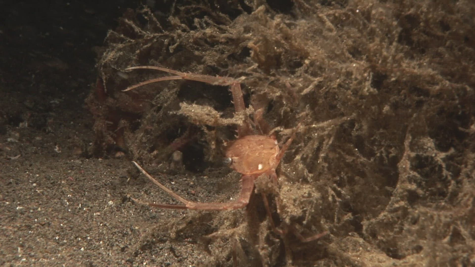 863699808 / Crustacean / Indo-Pacific Ocean