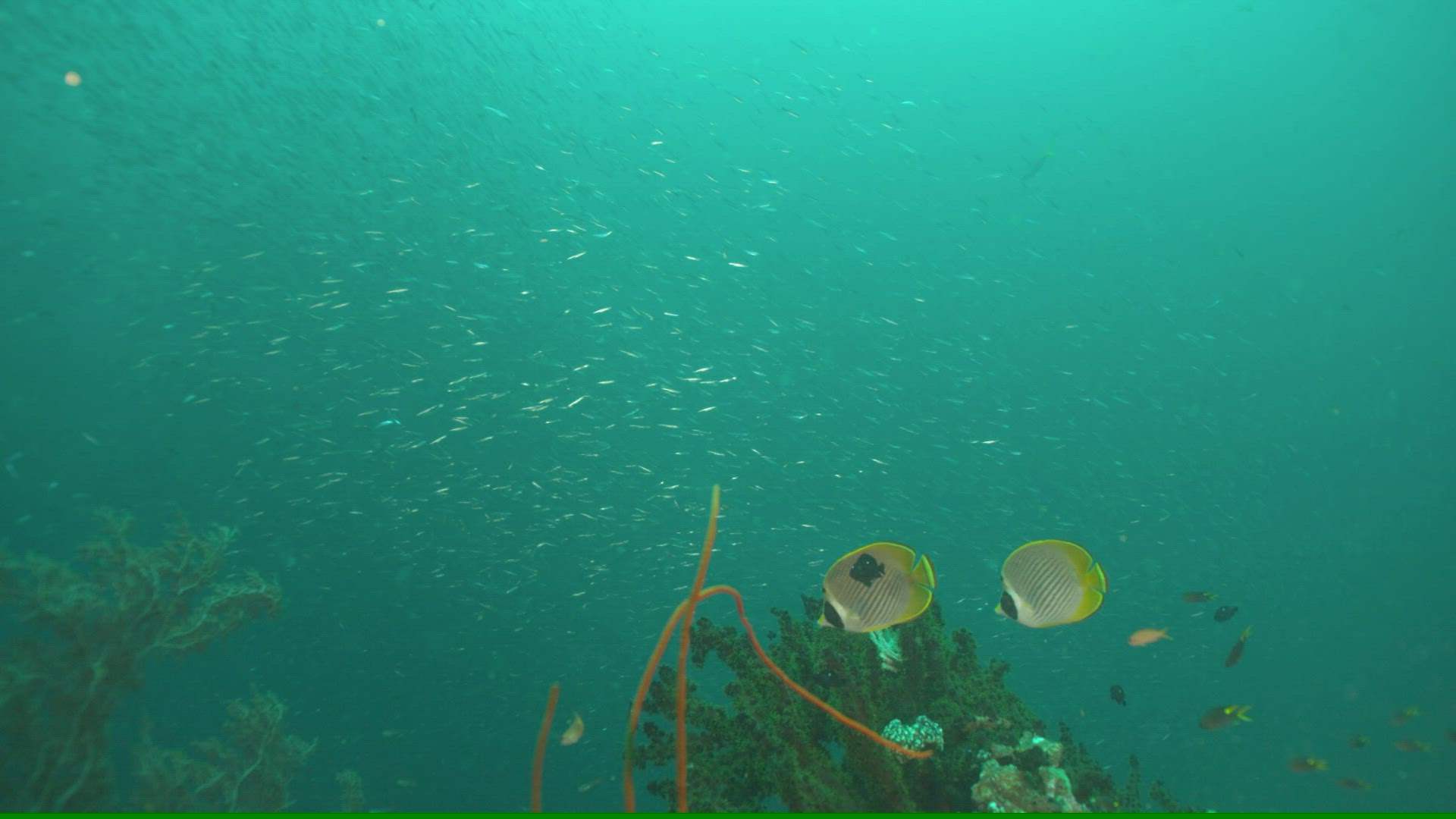 652129956 / School of Fish / Pacific Ocean