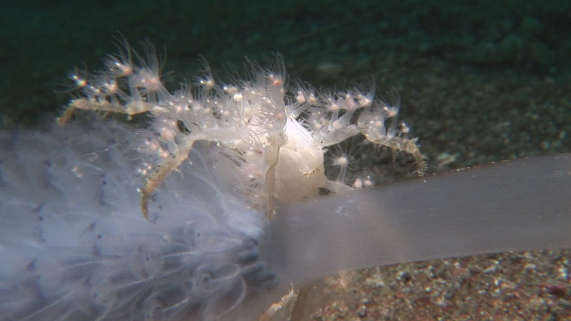 245555200 / Crustacean / Indo-Pacific Ocean