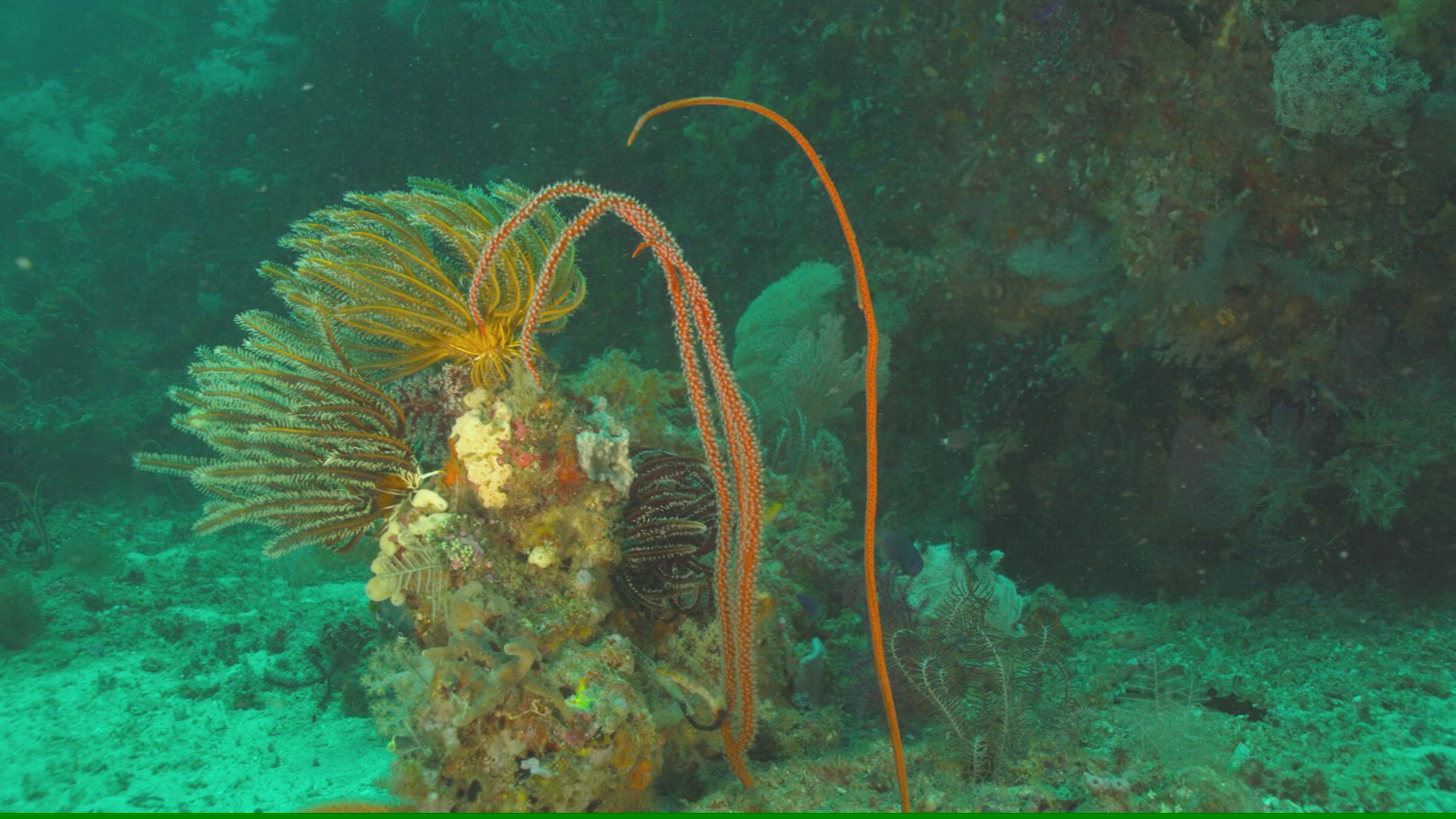 127763368 / Coral / Pacific Ocean