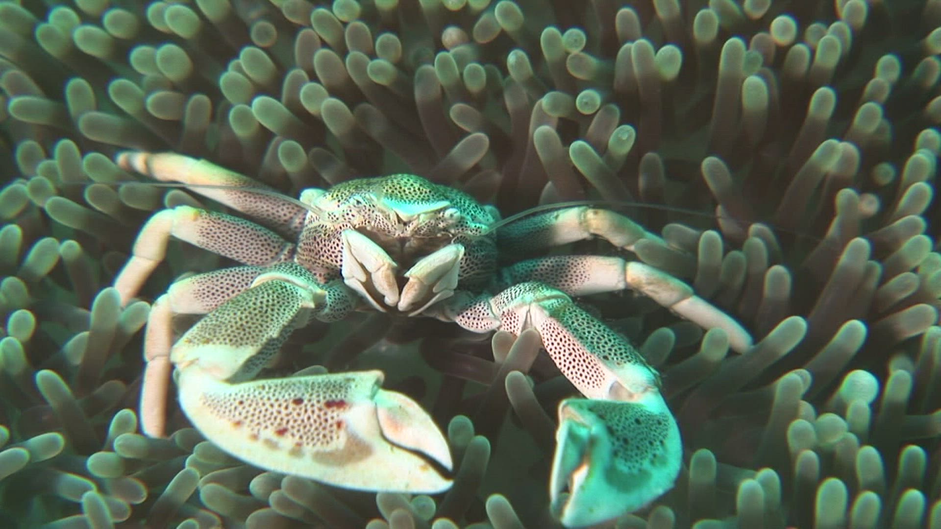 315722117 / Porcelain Crab / Sea Anemone / Indo-Pacific Ocean