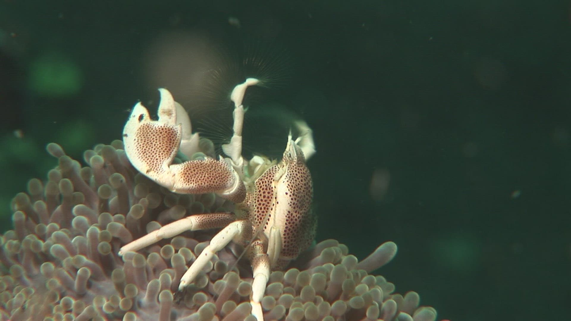 775823482 / Porcelain Crab / Sea Anemone / Indo-Pacific Ocean