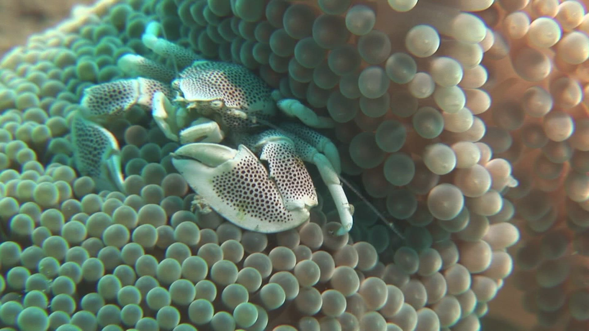319163444 / Porcelain Crab / Sea Anemone / Indo-Pacific Ocean