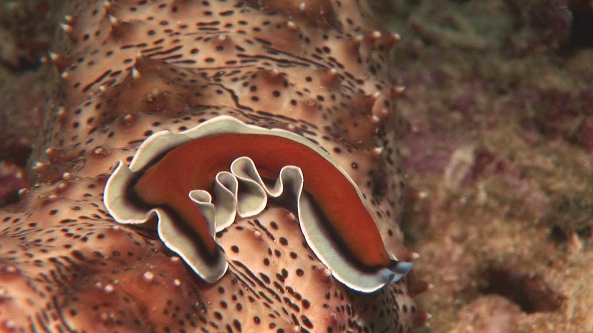 143553993 / Sea Snail / Indo-Pacific Ocean