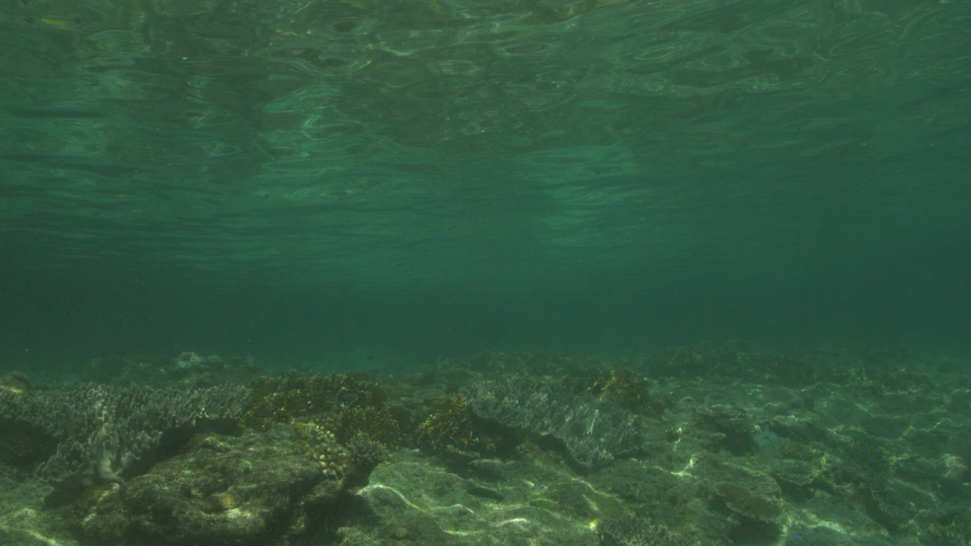 489101525 / Water Surface / Sea / Underwater Shot