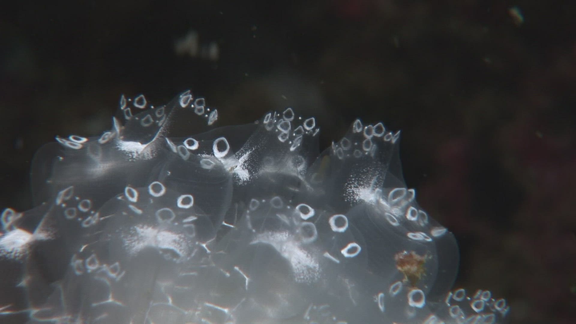 868065534 / Aquatic Animals / Pacific Ocean / Indonesia
