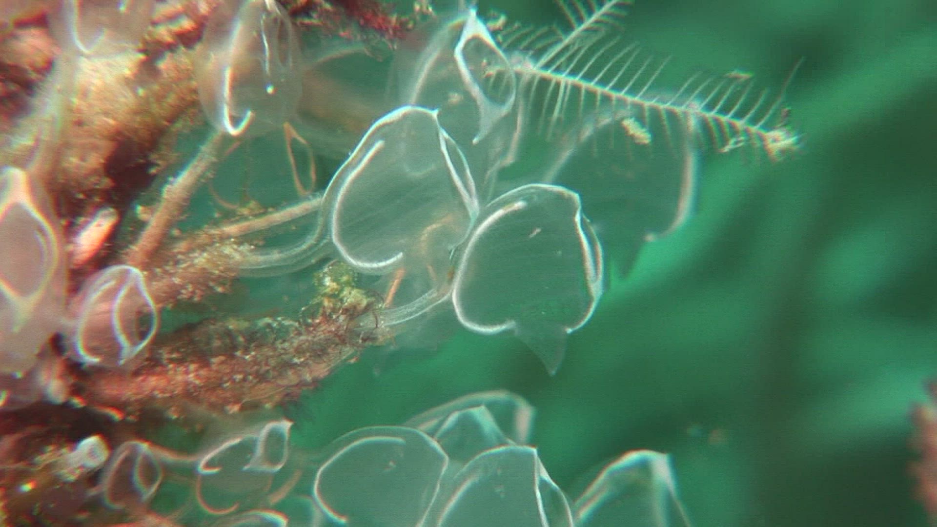 961434082 / Aquatic Animals / Pacific Ocean / Indonesia