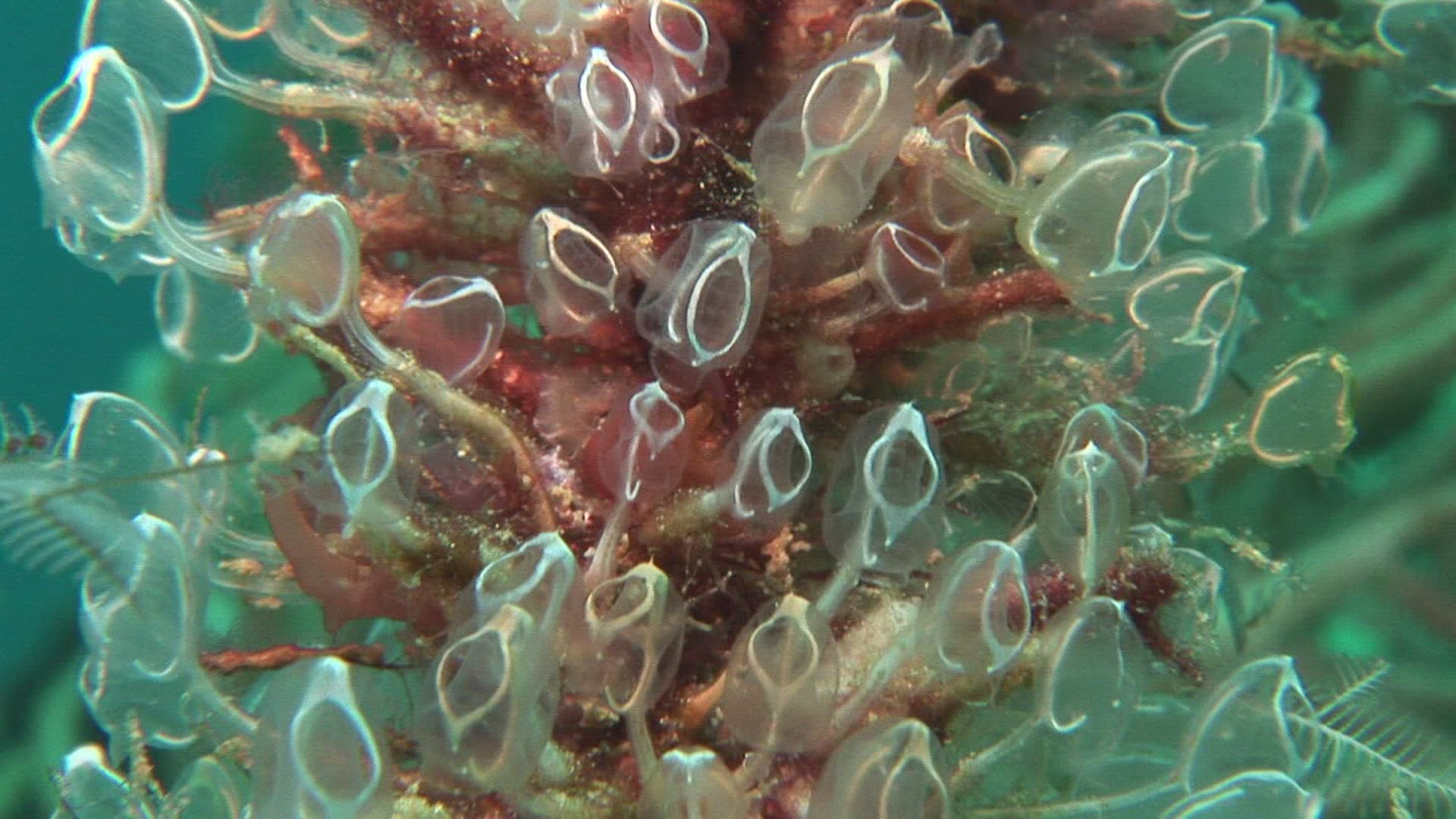 325078564 / Aquatic Animals / Pacific Ocean / Indonesia