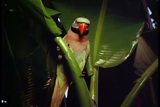 A parrot in a tree and a soldier waking up from under his mosquito net in Vietnam in the 1960s.