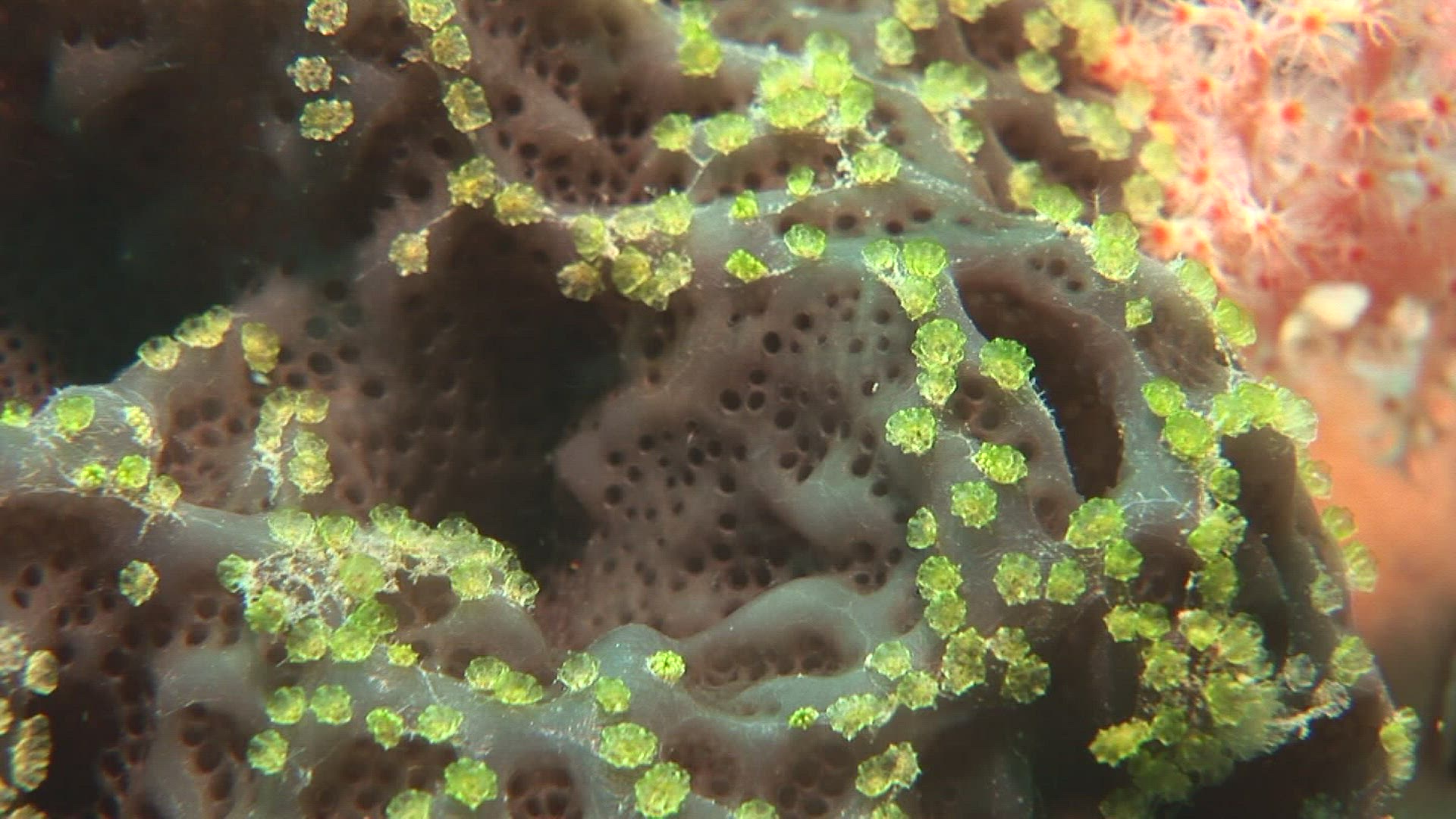 810813818 / Aquatic Animals / Pacific Ocean / Indonesia