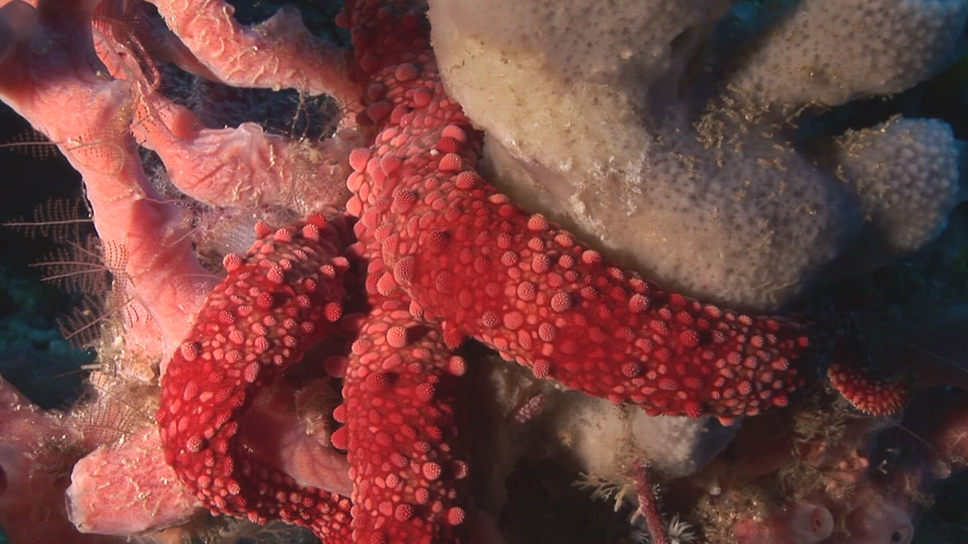 997564403 / Aquatic Animals / Pacific Ocean / Indonesia