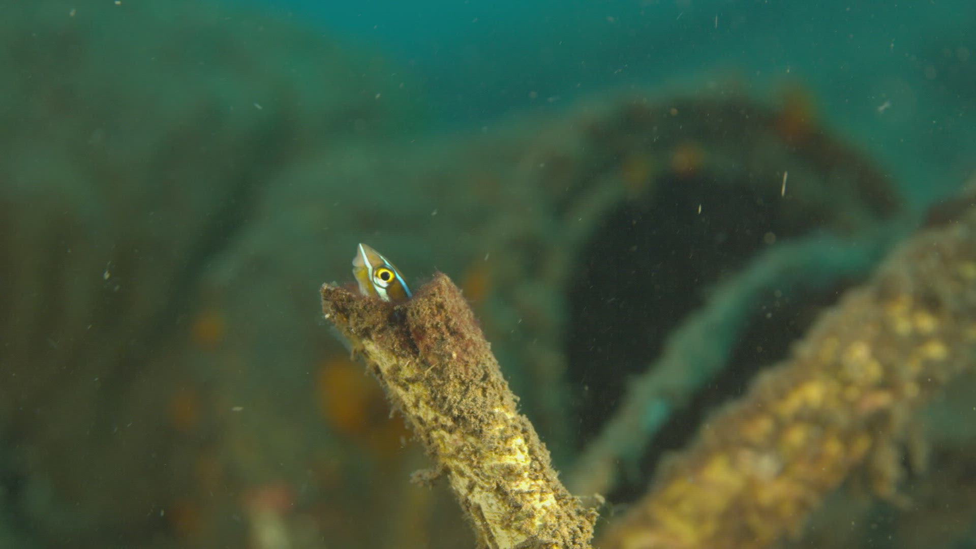 603589190 / Fish / Sea Life / Pacific Ocean