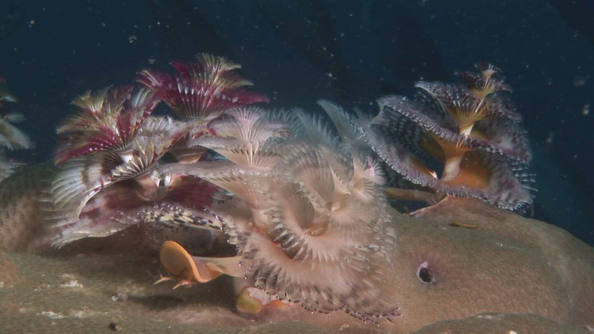 330464812 / Annelid / Indo-Pacific Ocean