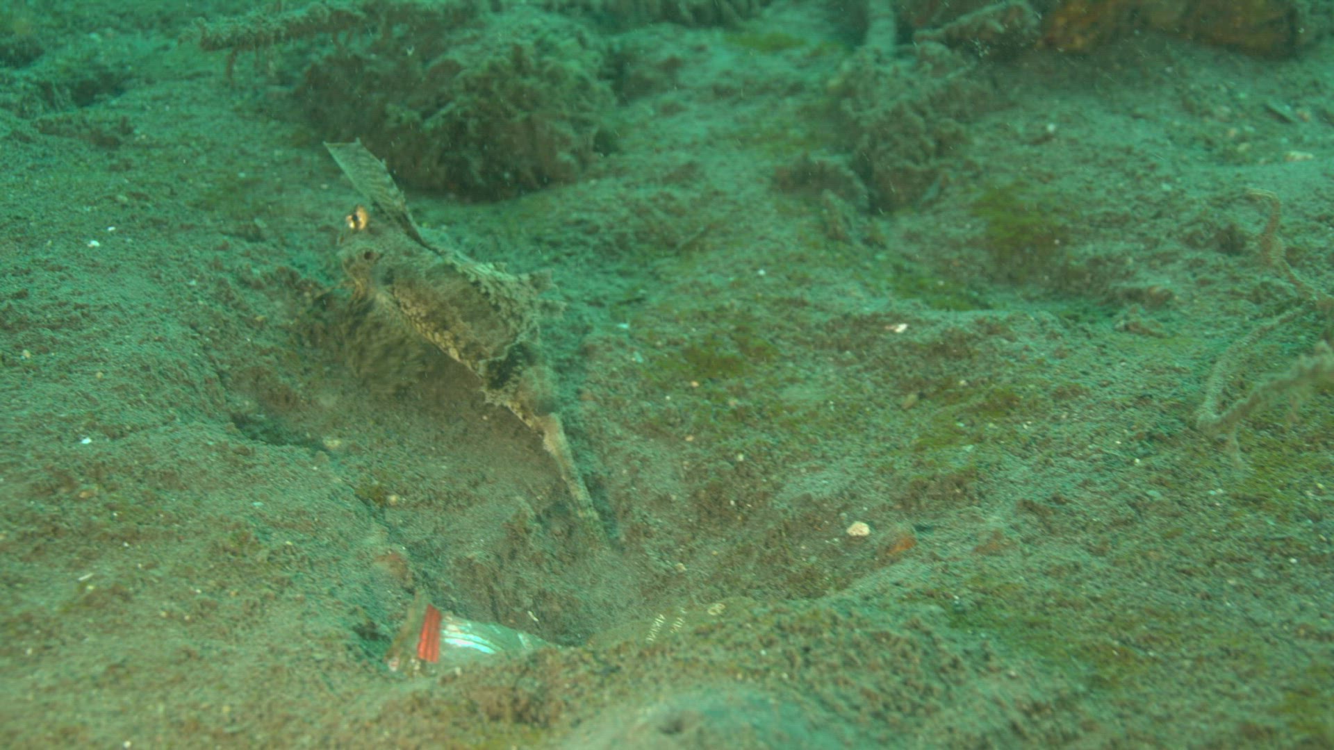 353806072 / Acanthopterygii / Pacific Ocean
