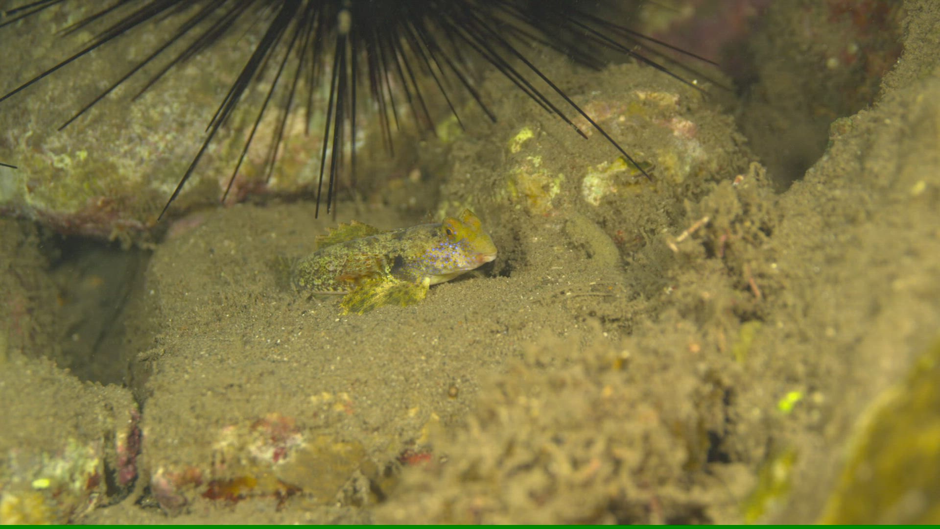840590686 / Acanthopterygii / Pacific Ocean