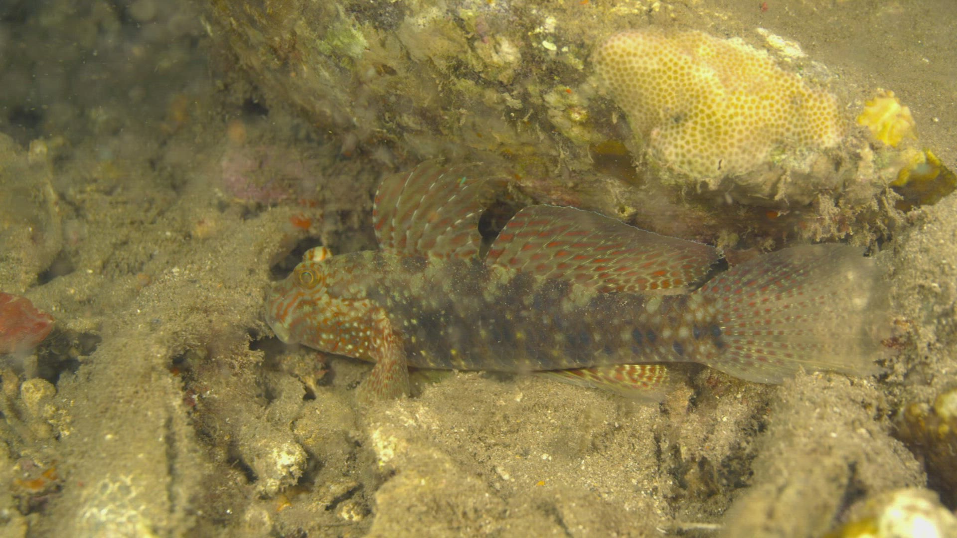 499049907 / Acanthopterygii / Pacific Ocean