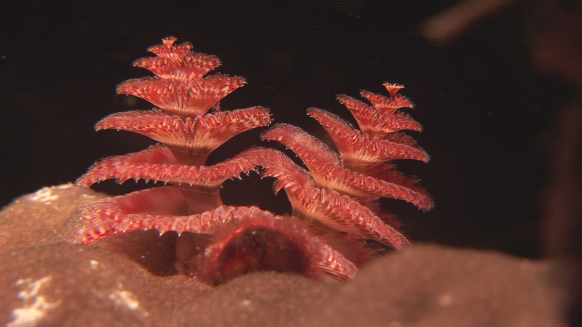 833547712 / Annelid / Indo-Pacific Ocean