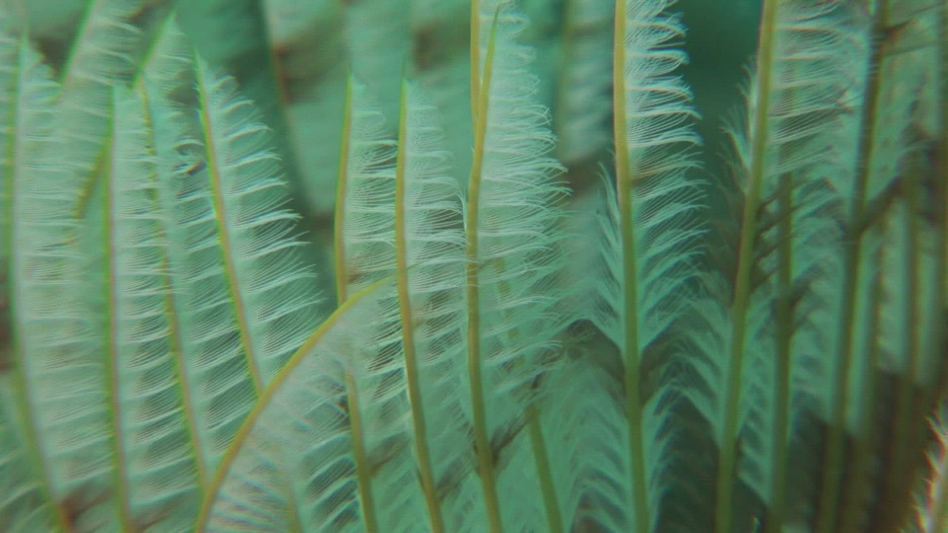 832678472 / Annelid / Indo-Pacific Ocean