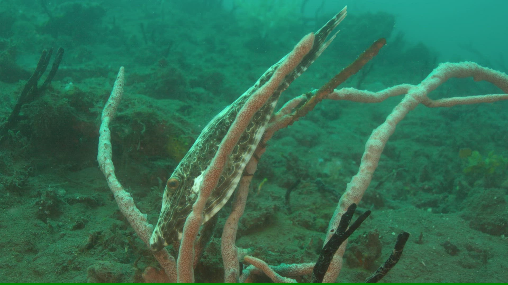 688173169 / Acanthopterygii / Pacific Ocean