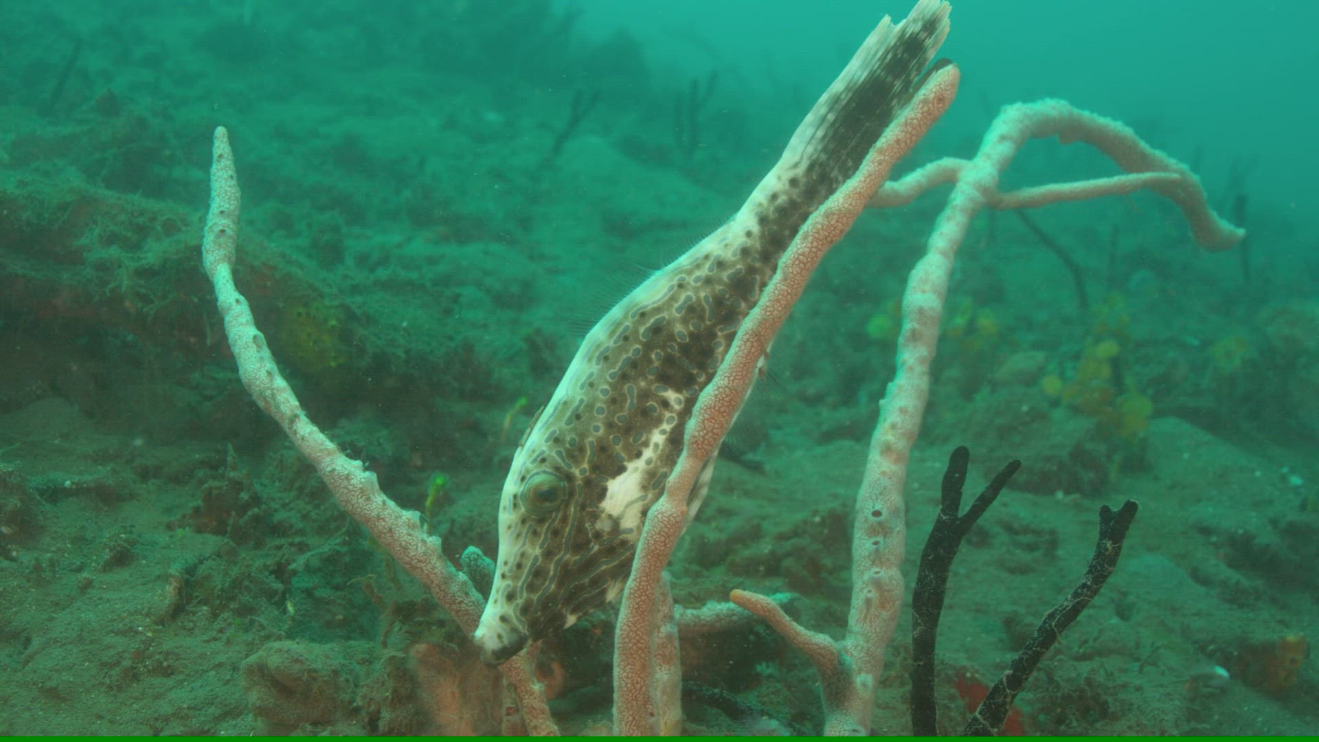 640549391 / Acanthopterygii / Pacific Ocean