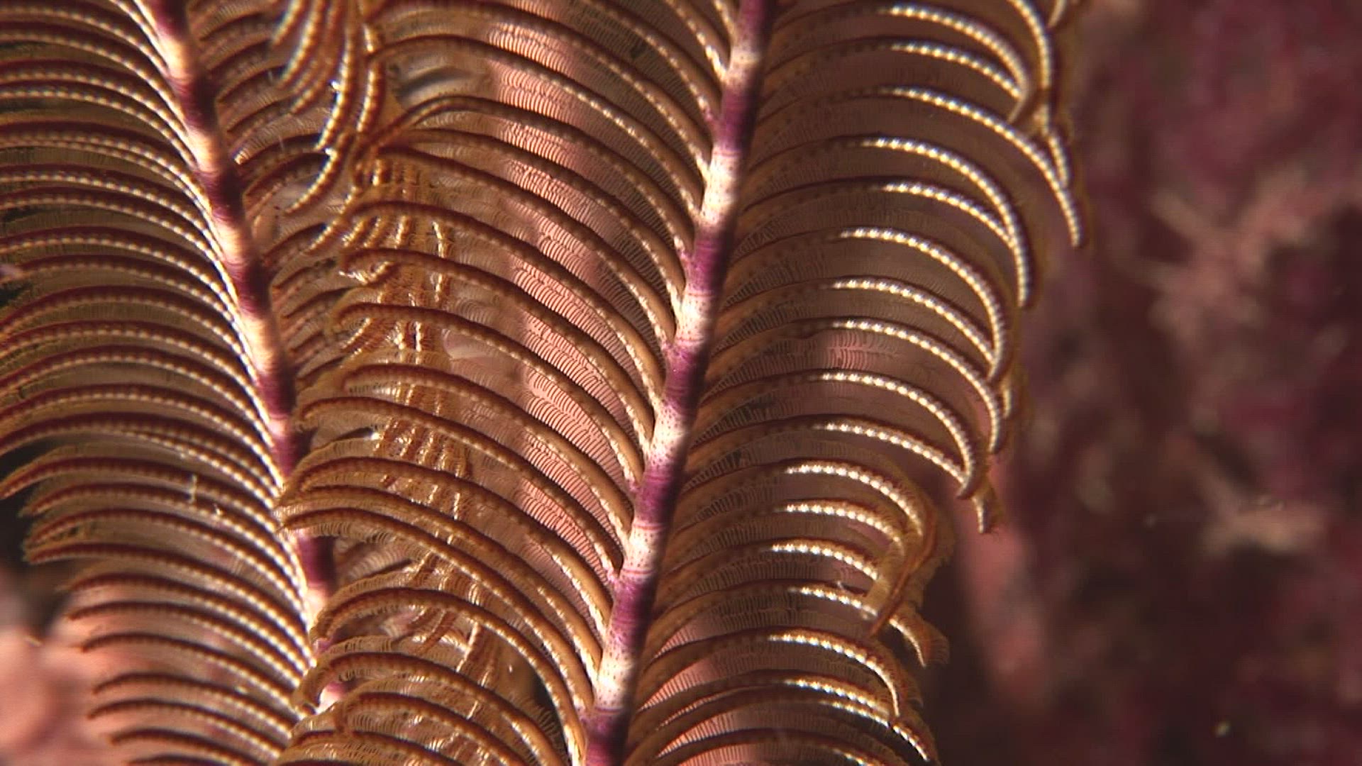287131972 / Crinoid / Indo-Pacific Ocean