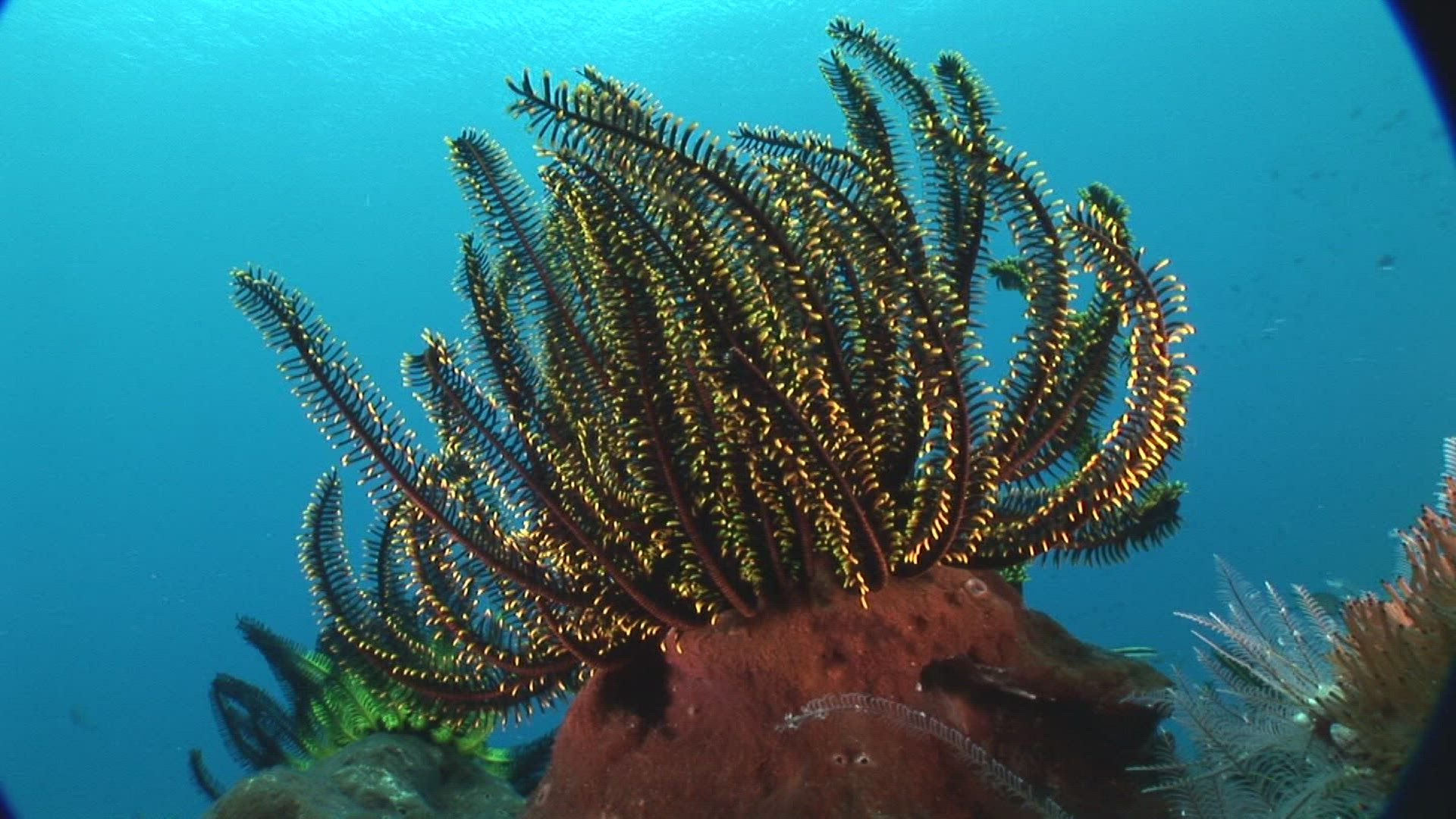 359214133 / Crinoid / Indo-Pacific Ocean