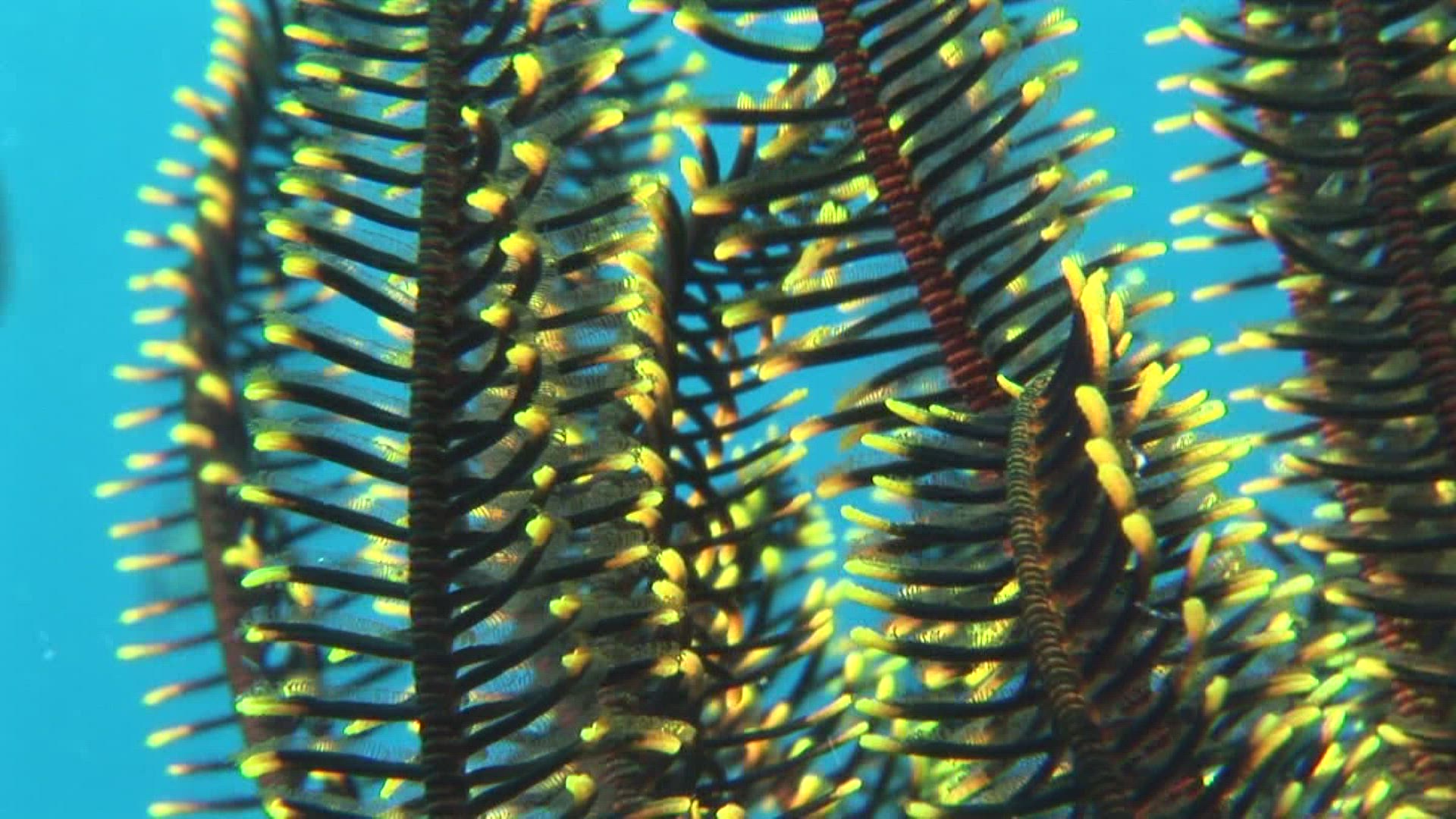 952167014 / Crinoid / Indo-Pacific Ocean