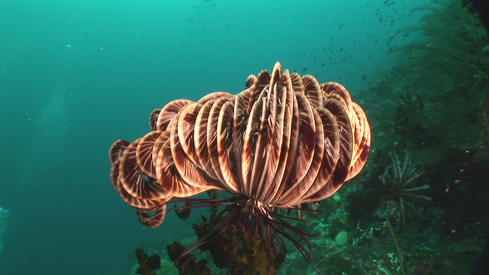 305217618 / Crinoid / Indo-Pacific Ocean