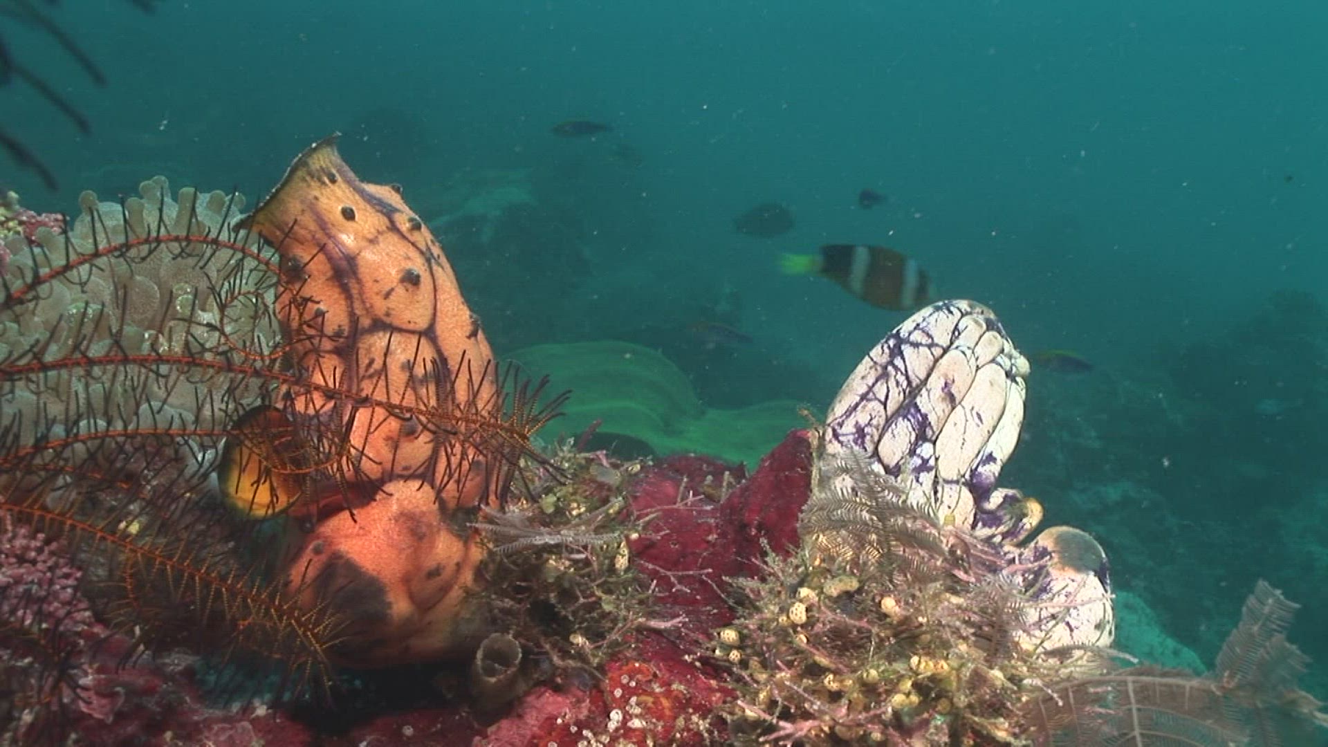 124692214 / Ascidian / Indo-Pacific Ocean