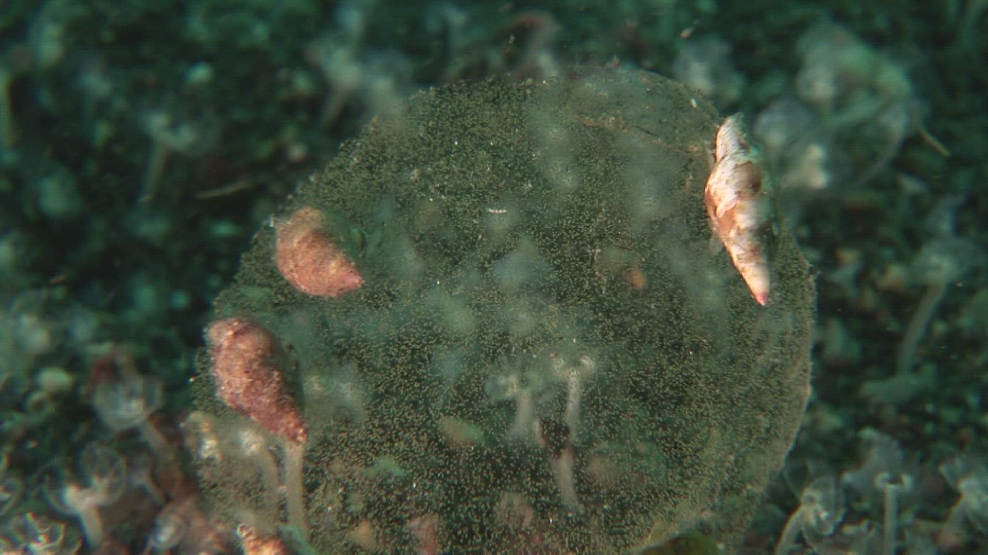 838121560 / Aquatic Animals / Pacific Ocean / Indonesia