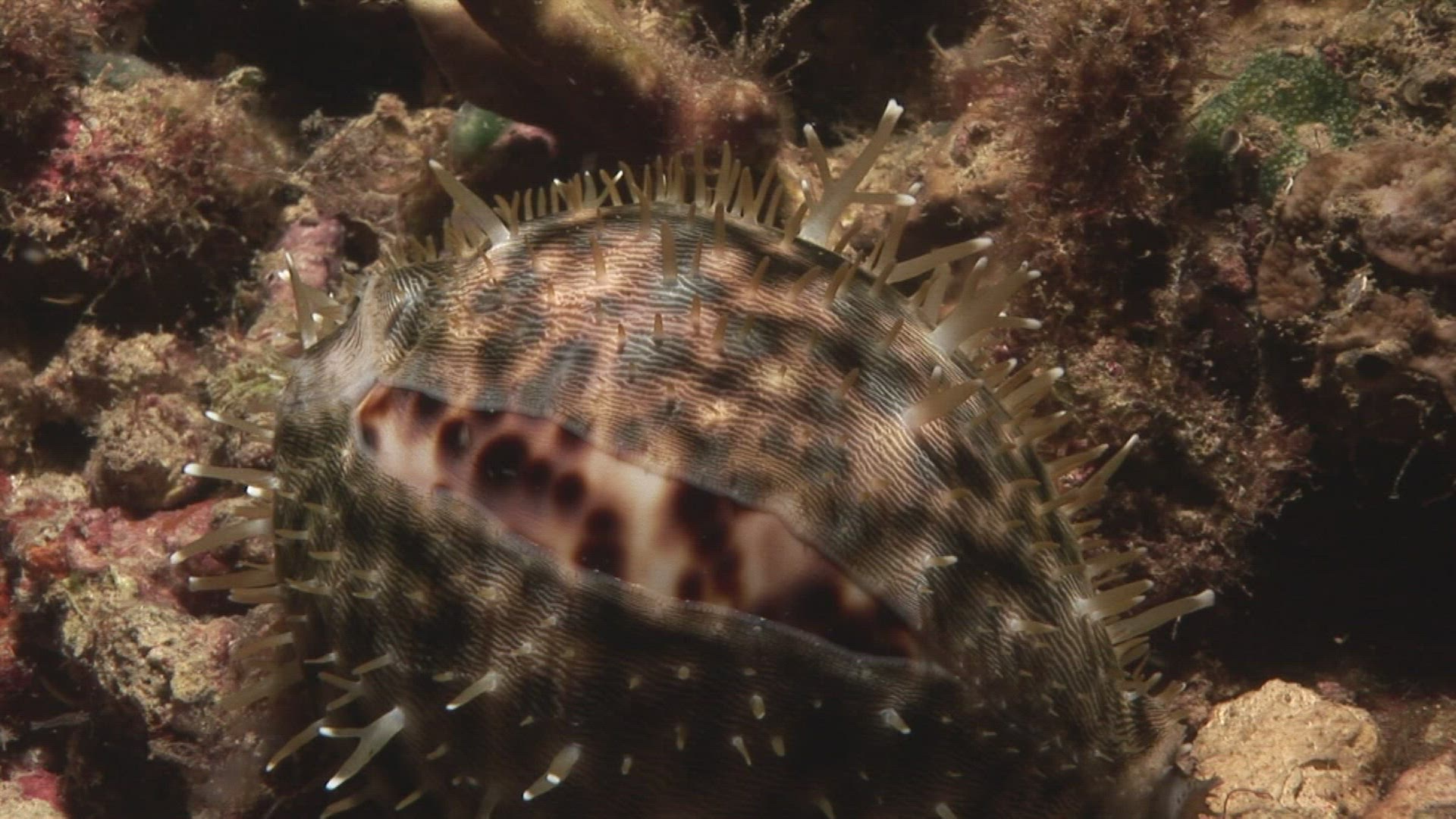 658903728 / Aquatic Animals / Pacific Ocean / Indonesia