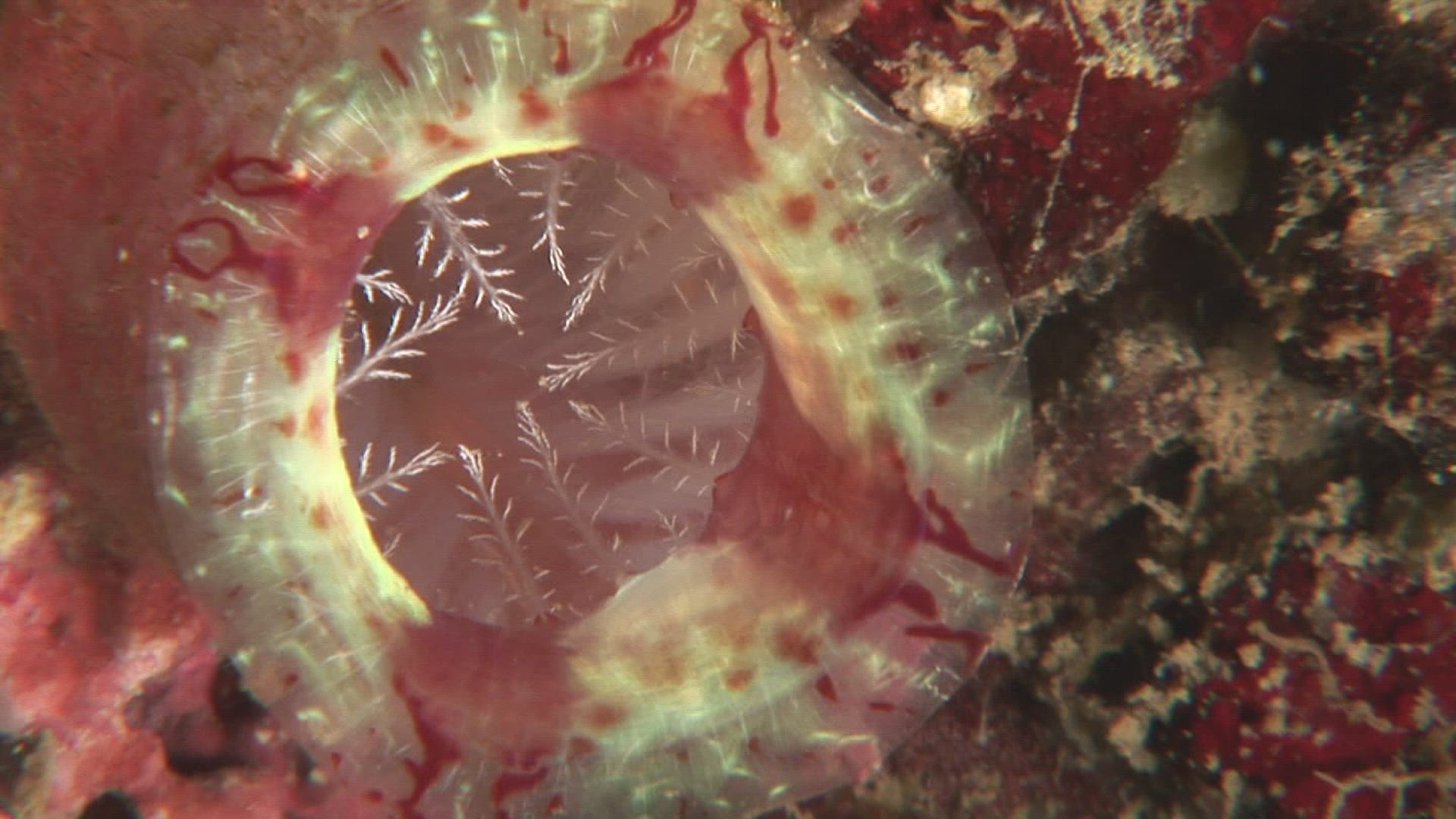 995896370 / Sea Anemone / Indo-Pacific Ocean
