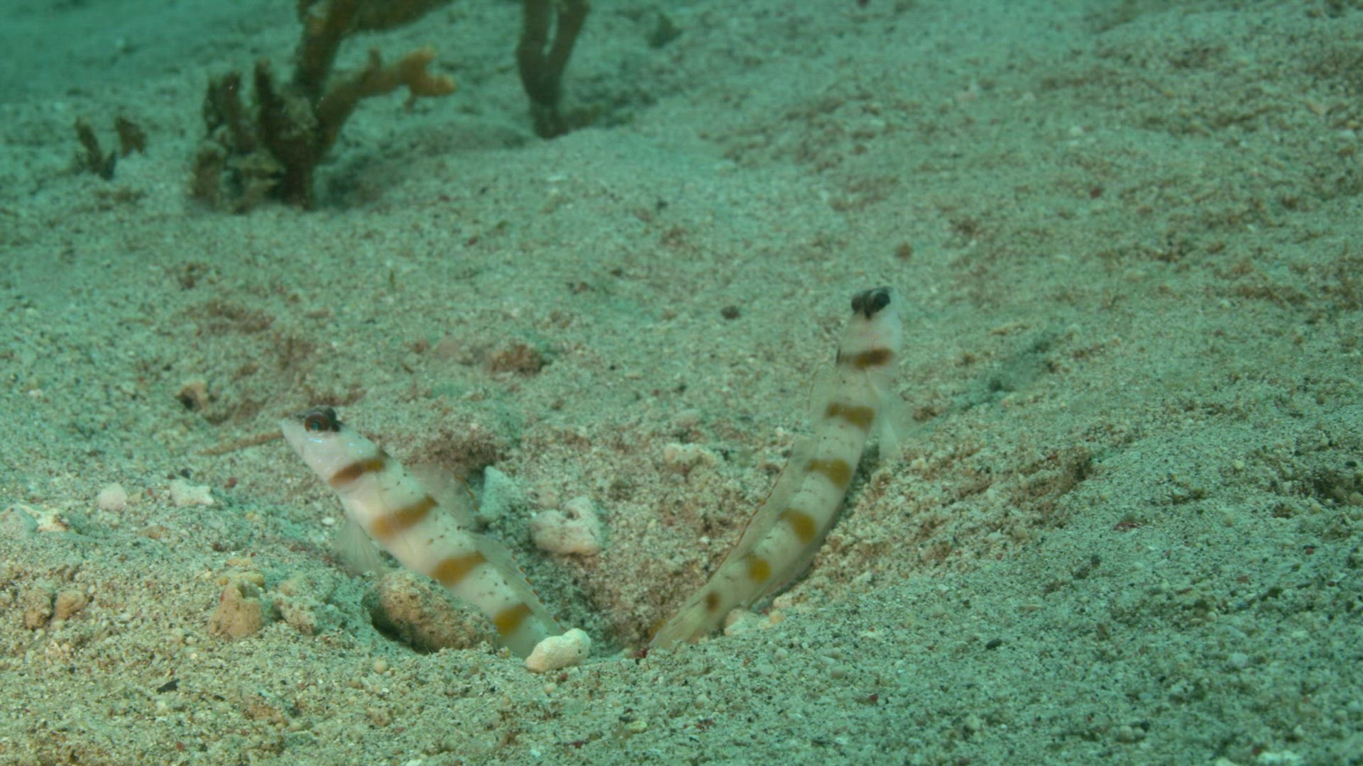 320163142 / Acanthopterygii / Pacific Ocean