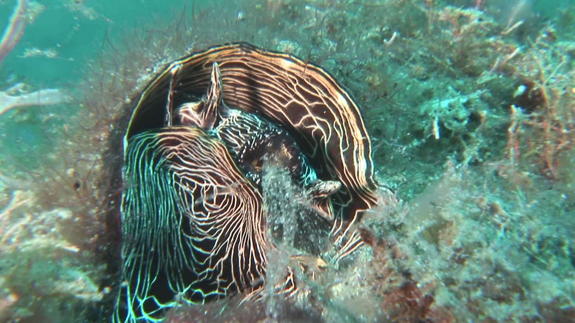 644959176 / Aquatic Animals / Pacific Ocean / Indonesia