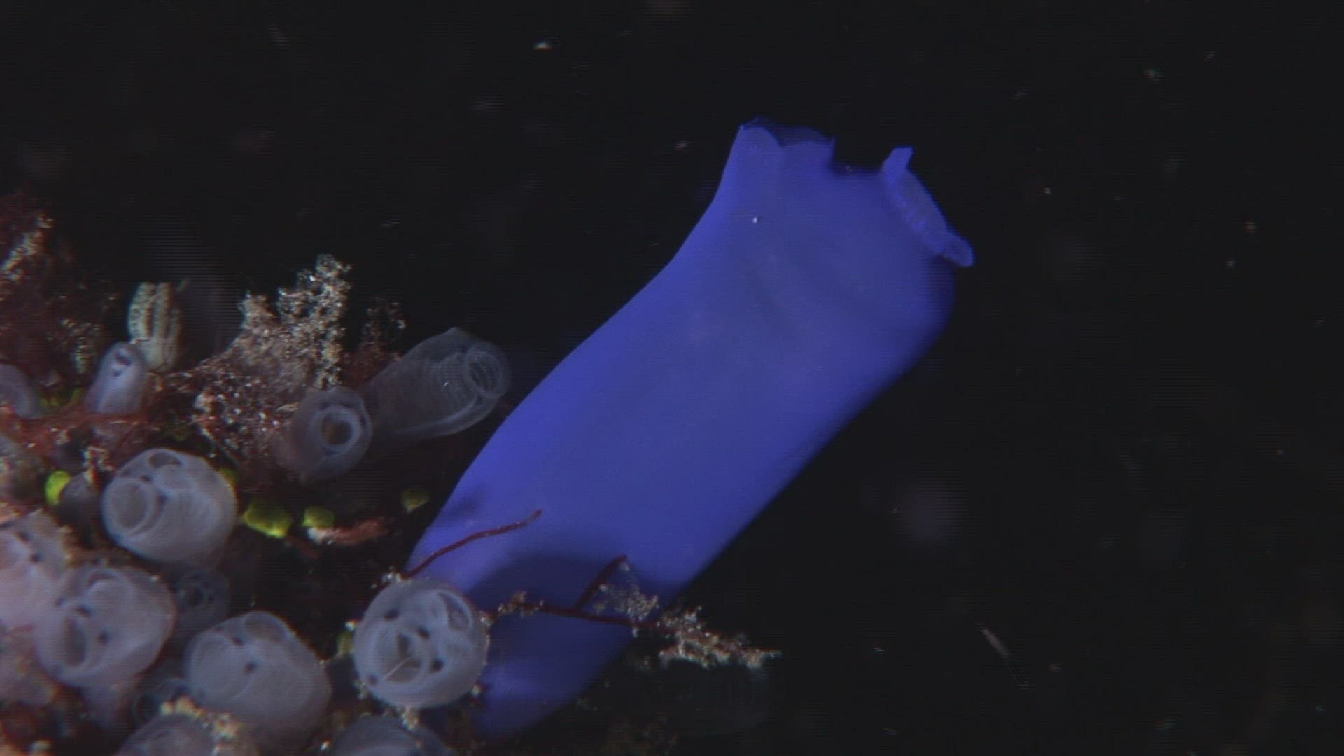 772253090 / Ascidian / Indo-Pacific Ocean