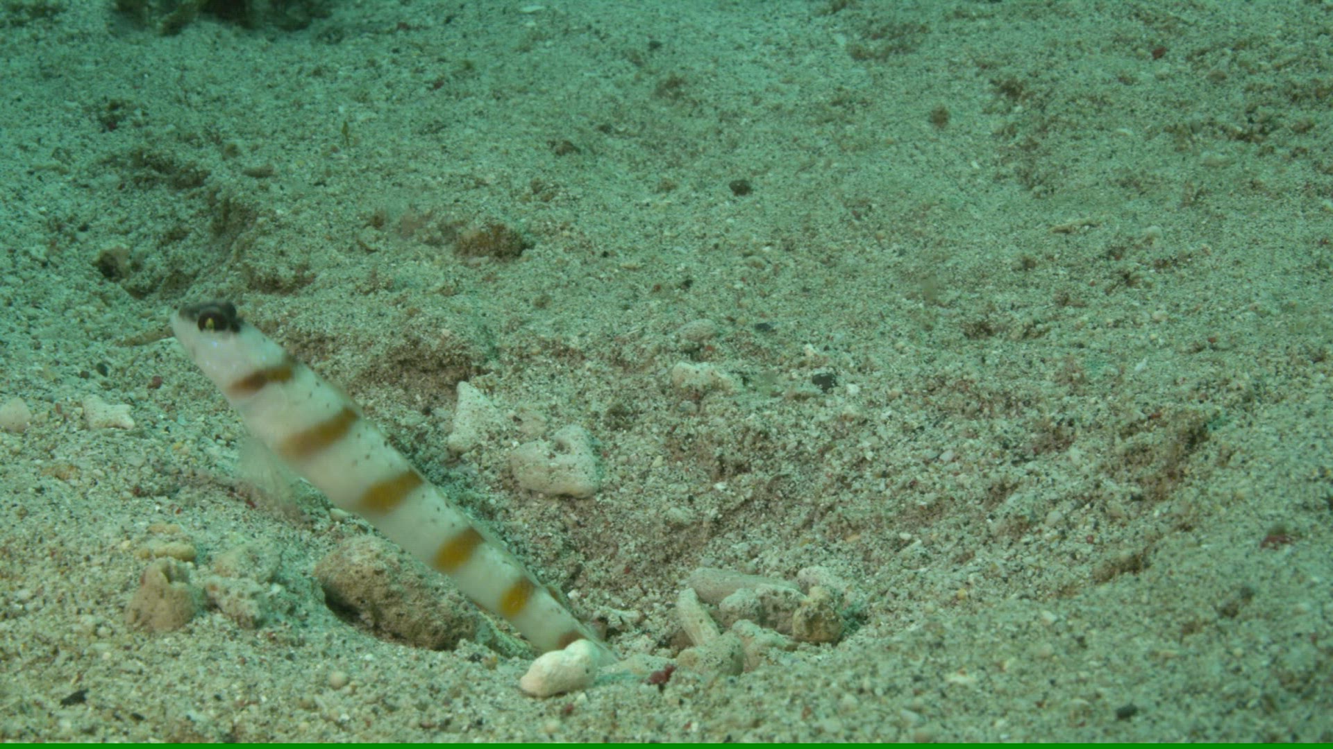 832843441 / Acanthopterygii / Pacific Ocean