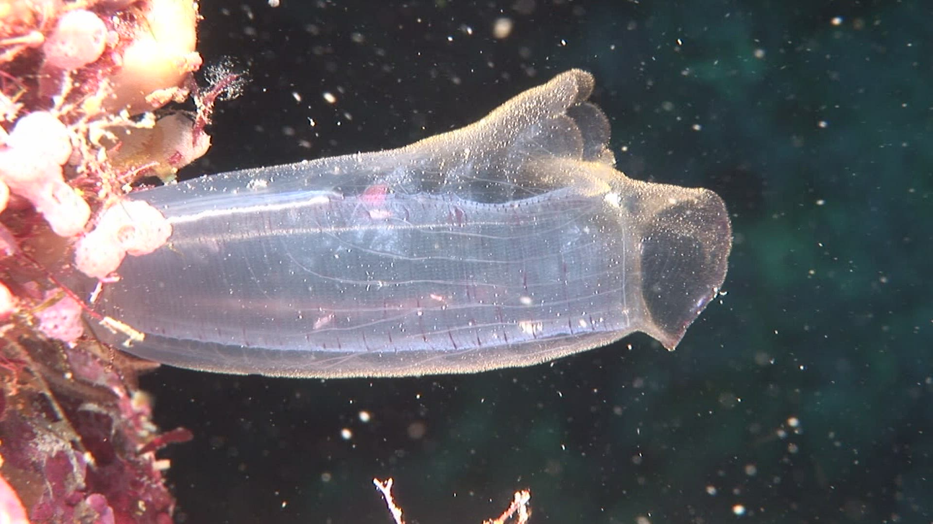 151752995 / Ascidian / Indo-Pacific Ocean