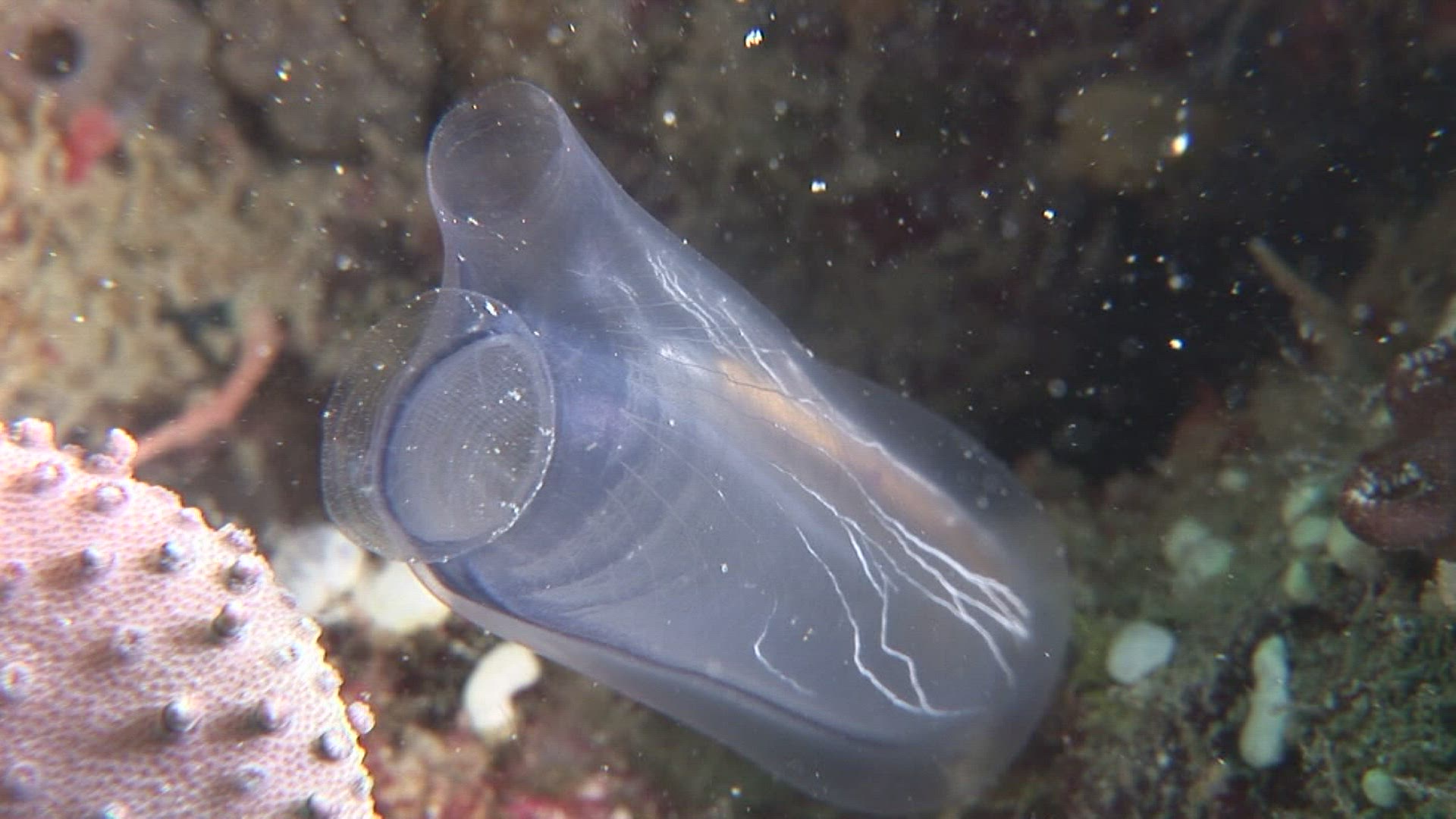 525802291 / Ascidian / Indo-Pacific Ocean