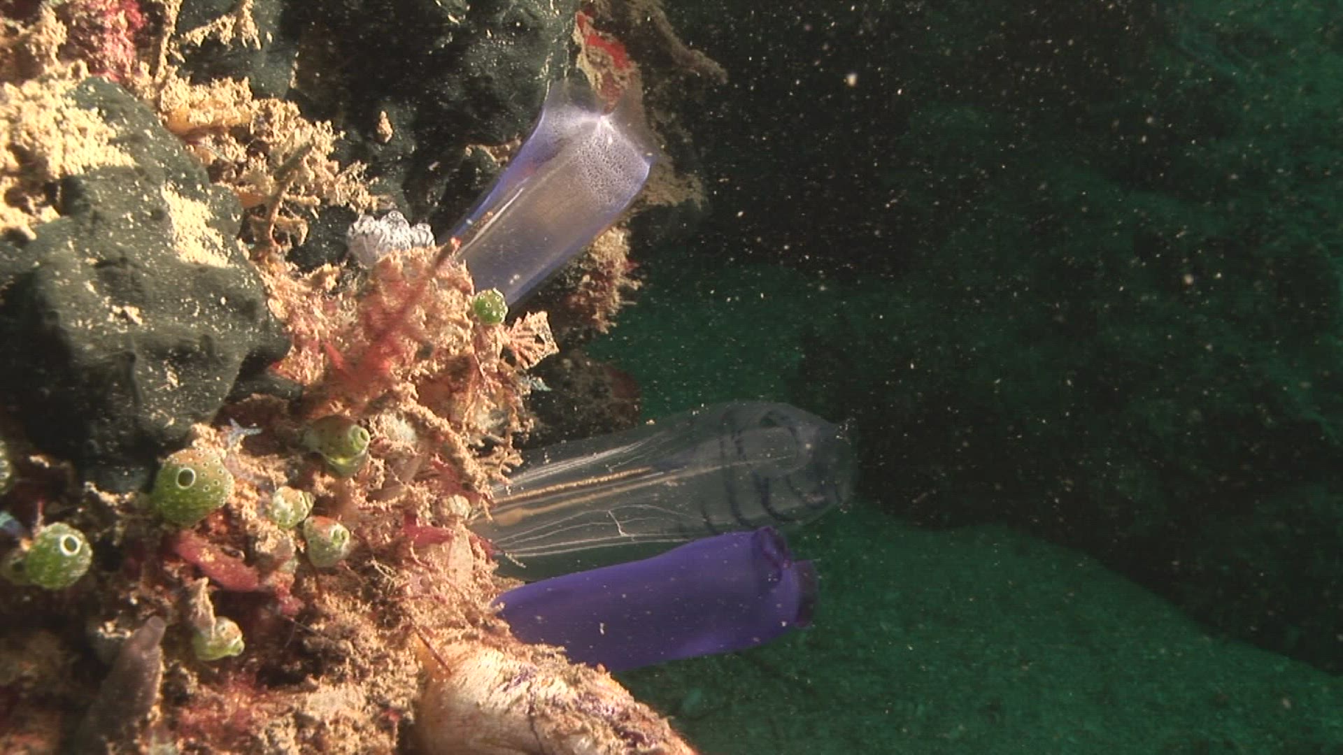 459486717 / Ascidian / Indo-Pacific Ocean