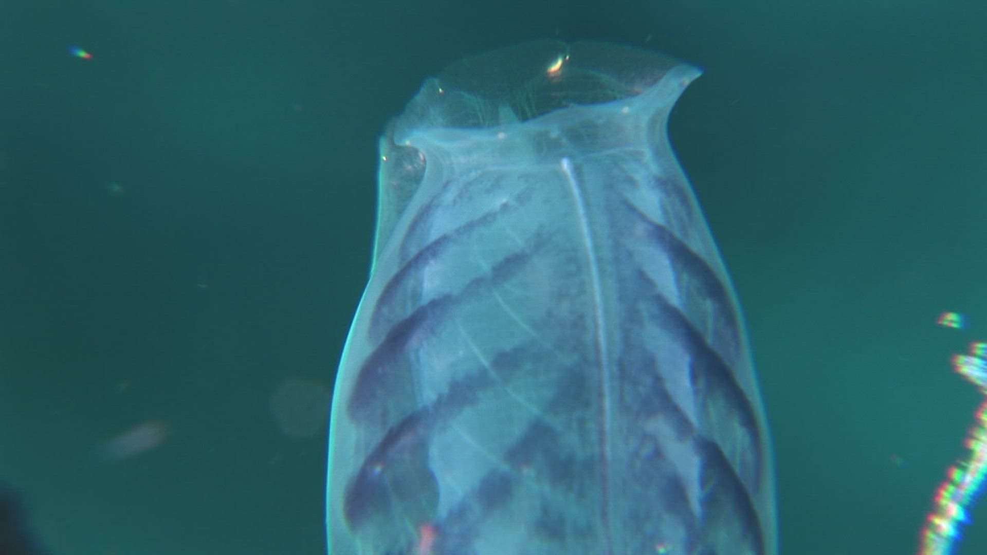 407289405 / Ascidian / Indo-Pacific Ocean