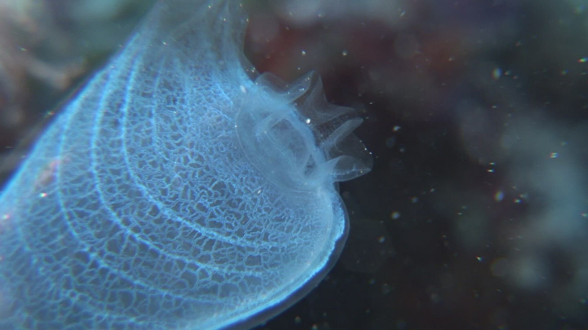 627413359 / Ascidian / Indo-Pacific Ocean