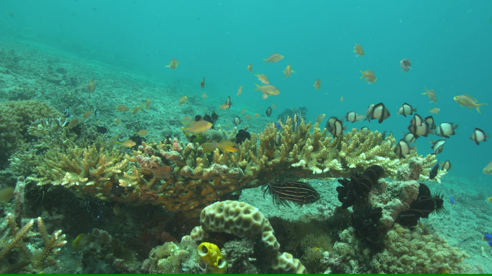 417910804 / Fish / Sea Life / Pacific Ocean