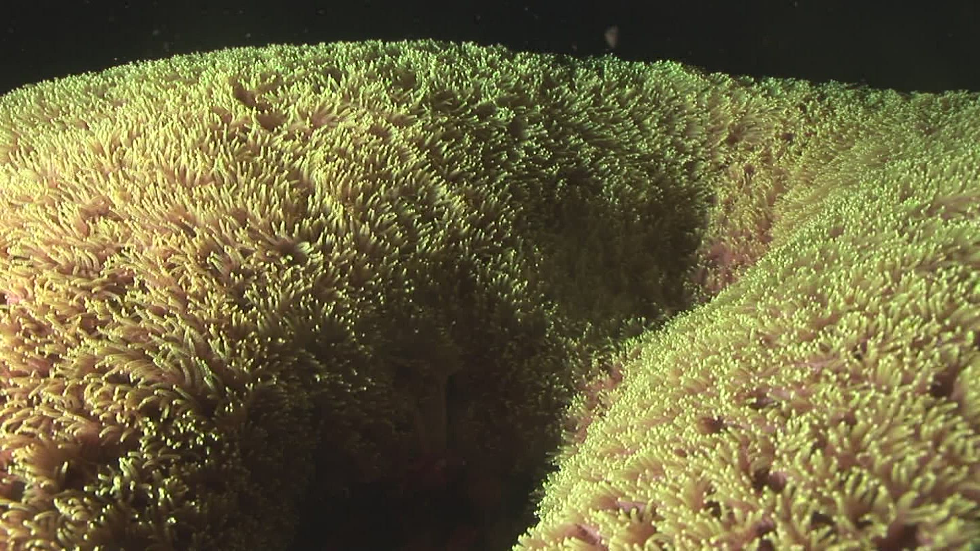 775648035 / Sea Anemone / Indo-Pacific Ocean