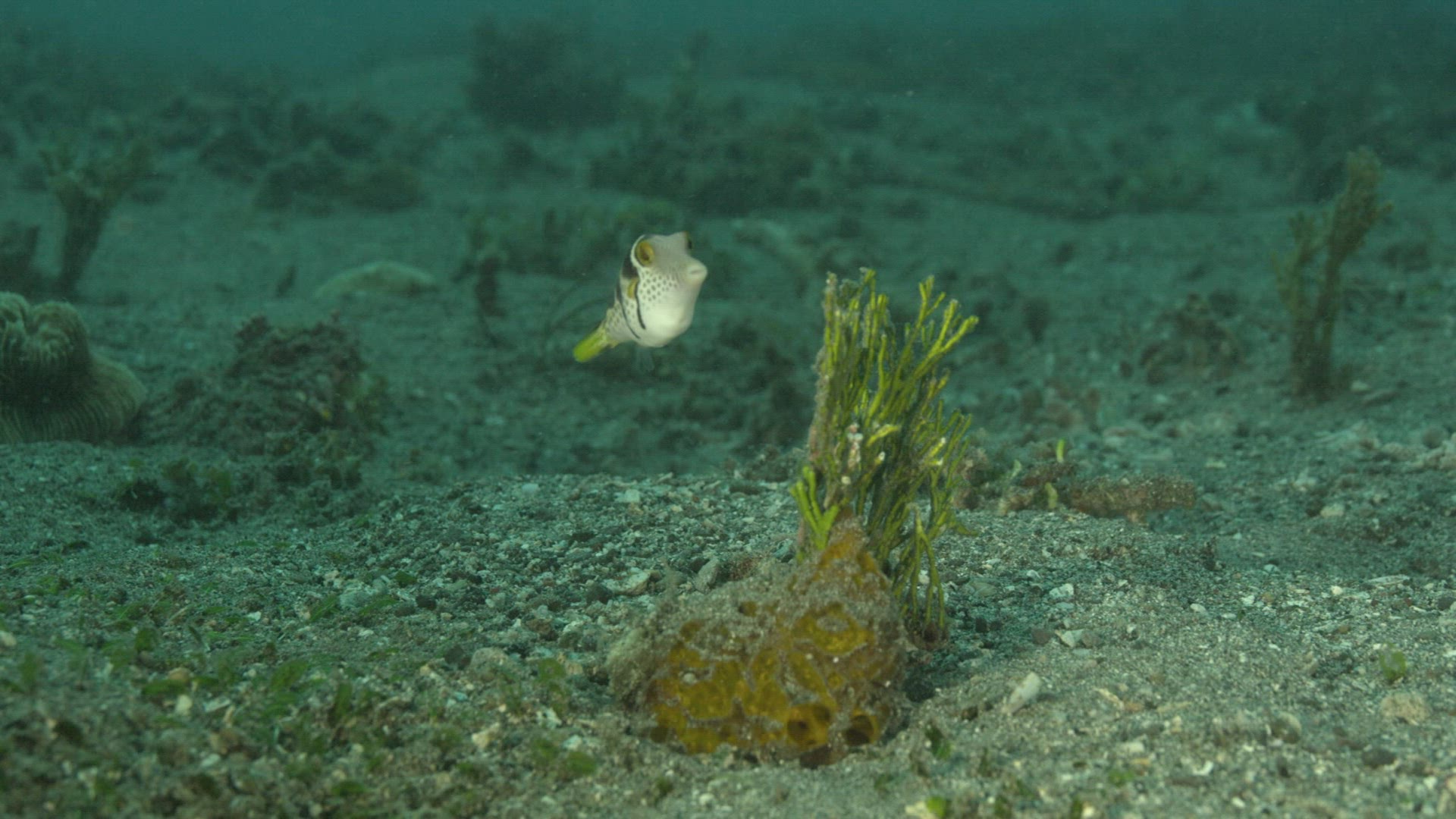 970631684 / Acanthopterygii / Pacific Ocean